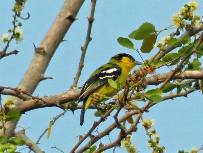 common iora